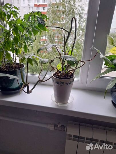 Филодендрон