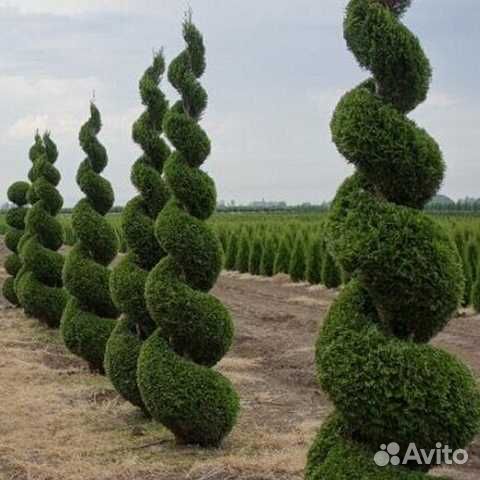 Туя смарагд