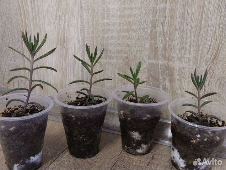 Каланхоэ трубкоцветное (тубифлора)