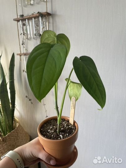 Сингониум макрофиллум