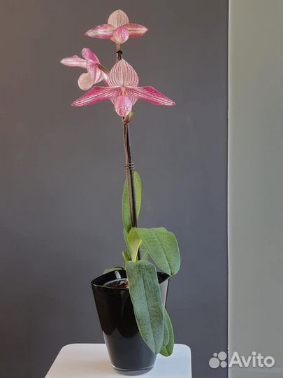 Орхидея. Пафиопедилум. Paphiopedilum Delrosi