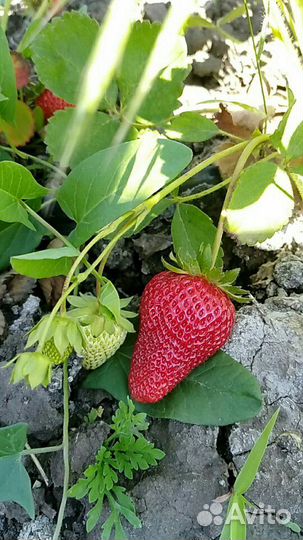 Клубника до самых морозов Рассаду на Весну