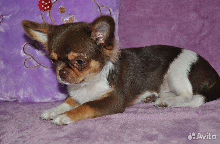 Самарский бриллиантик