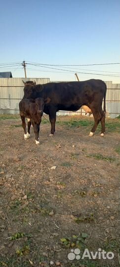 Корова с теленком