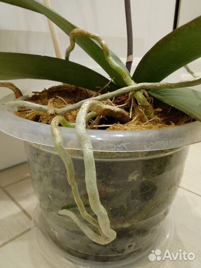 Орхидея фаленопсис