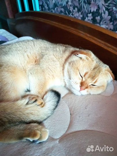 Шотландская вислоухая кошка бесплатно