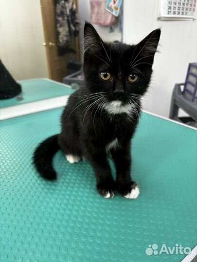 Отдам котенка в хорошие руки