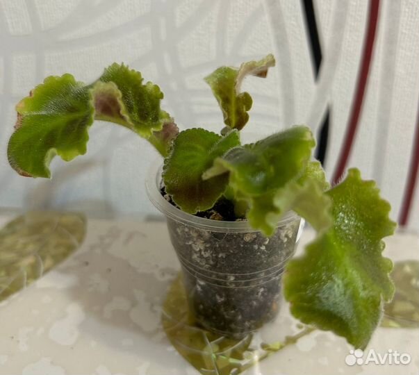 Фиалка см Танец Галактик