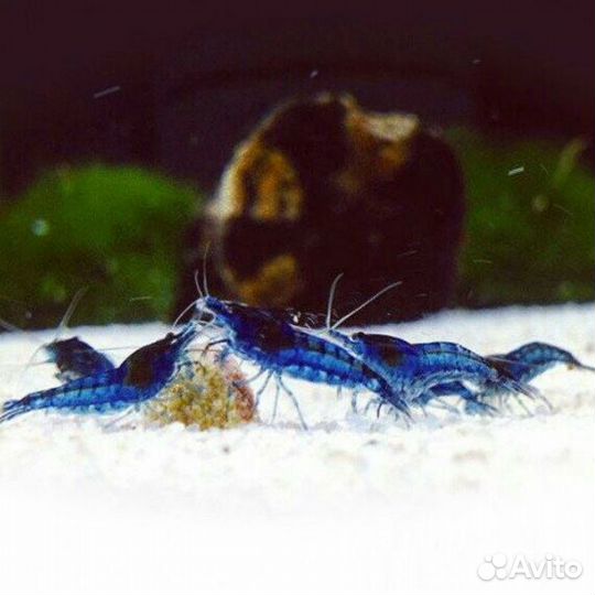 Креветки аквариумные, Блю Дрим, Желтый Неон