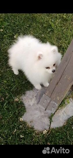Померанский шпиц