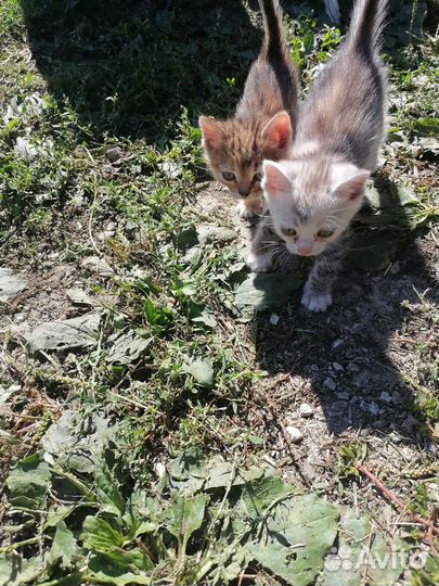 Котята дворовые