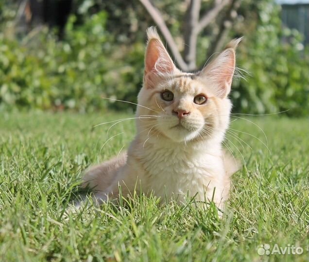 Мейн-кун котики