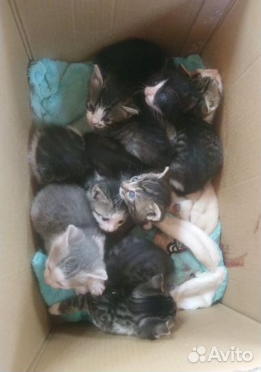 Котята в добрые руки