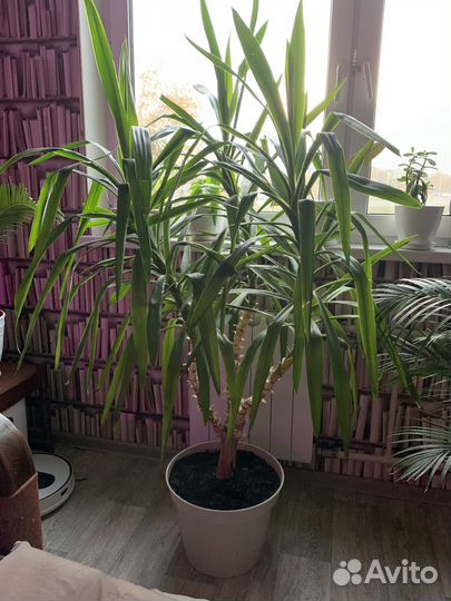 Пальма юкка