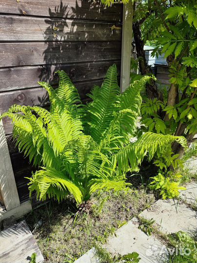 Саженцы папоротника, хосты, примулы