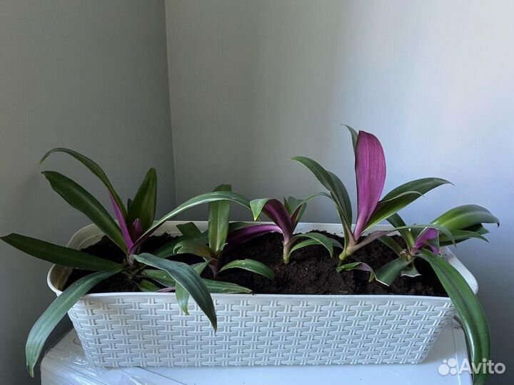 Традесканция рео