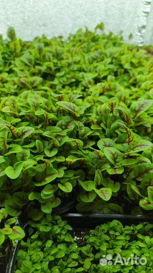 Микрозелень