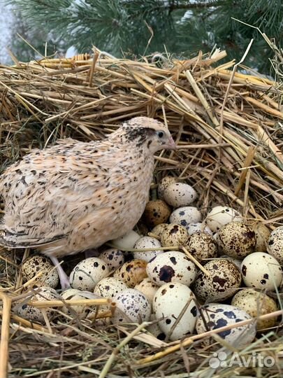 Инкубационное яйцо перепелов