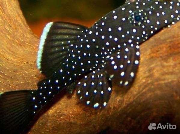 Номерные сомы