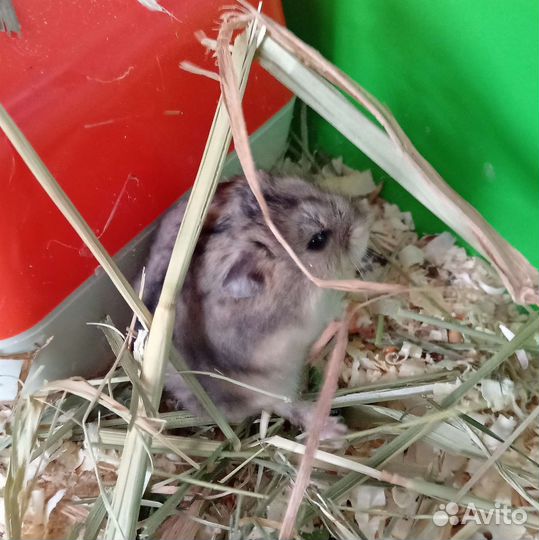 Джунгарский хомяк