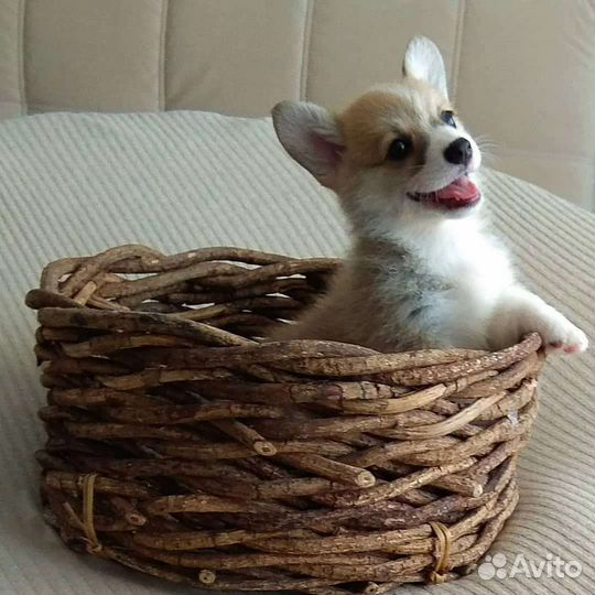 Вельш-корги кобель РКФ