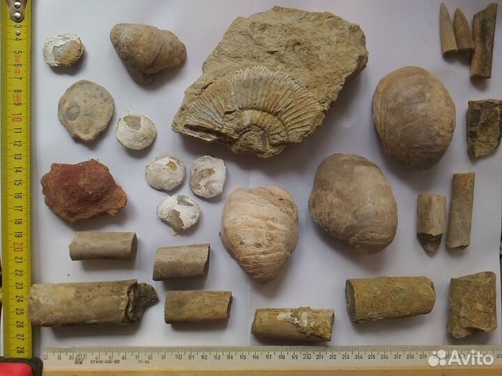 Аммониты и Грифея с уральских степей