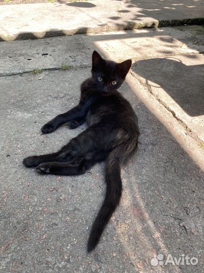 Котенок черный