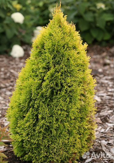 Туя Брабант 1,5-1,7м