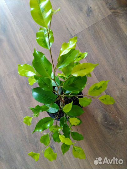 Фикус Бенджамина