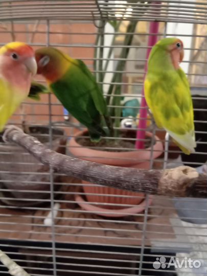 Неразлучники