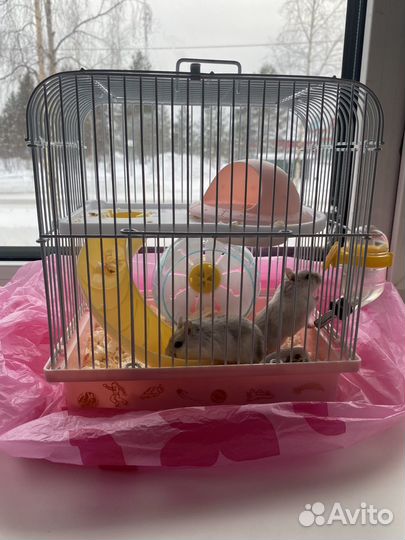 Хомяки джунгарики с клеткой