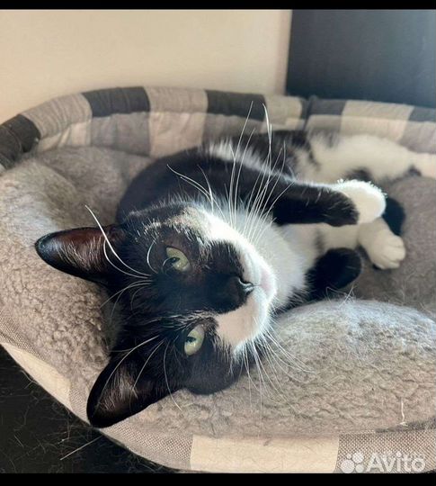 Очаровательная Мила отдается в добрые руки