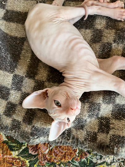 Лысые котята сфинкс