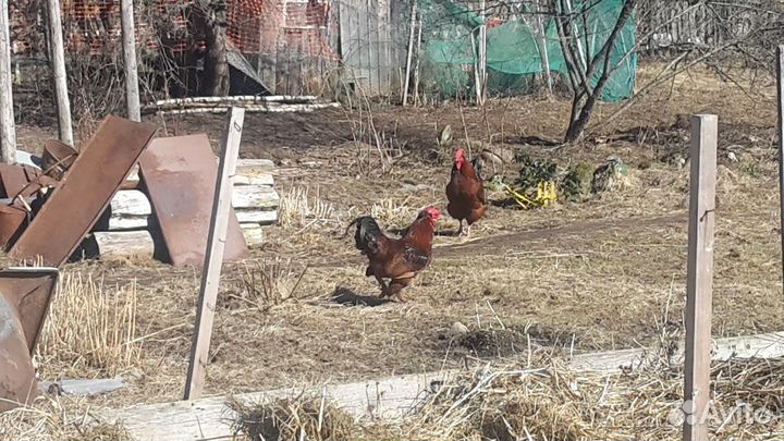 Продам молодых петухов