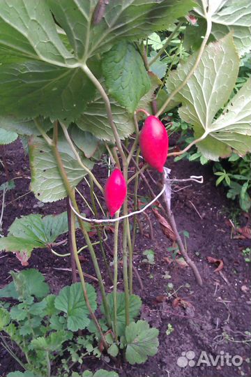 Подофил Гималайский (Мандрагора)