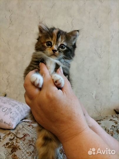 Кошка в дар