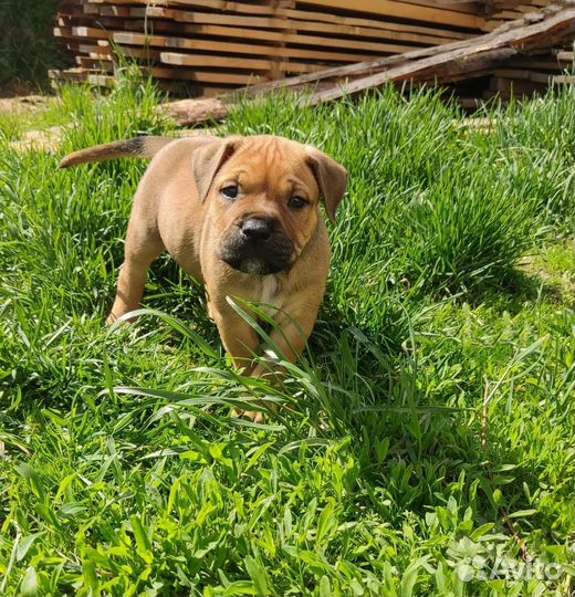 Ка де бо(мальчик)