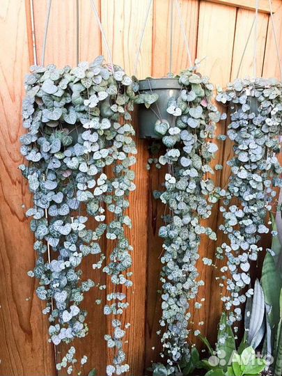 Церопегия Вуда