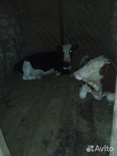 Бычки и телочки