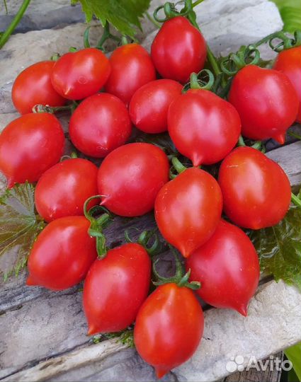 Семена томата Гора Везувий коллекционный