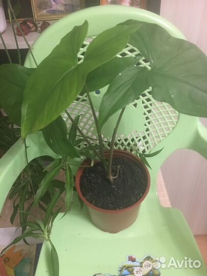 Замиокулькас и др. Комнатные растения