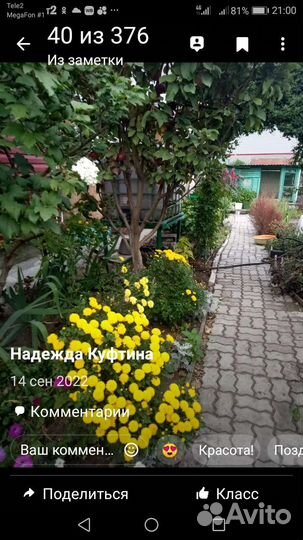 Хризантема. черенки