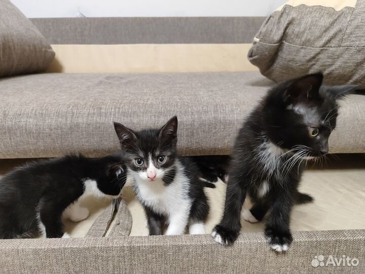 Отдам котят