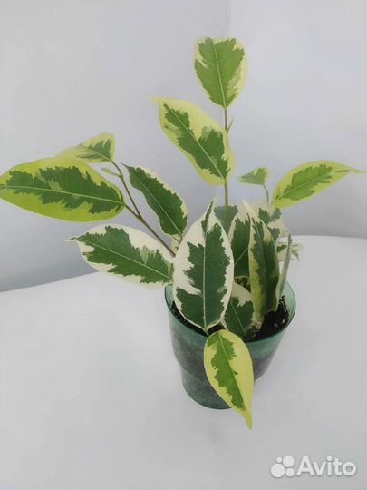 Фикус Бенджамина варьегата и Наташа, Тинеки