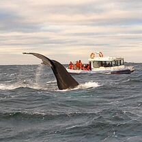 Морские прогулки/рыбалка в Териберке