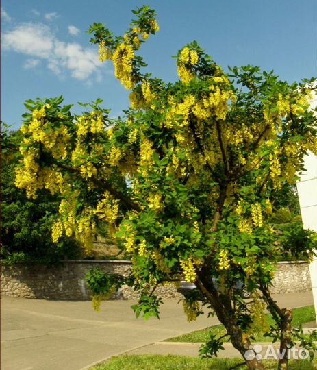 Саженцы караганы древовидной (акация)