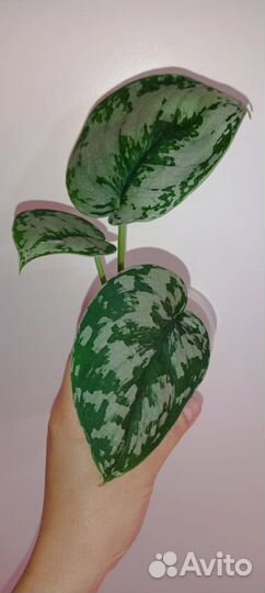 Ароидные 3. Отредактировано 16.06