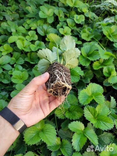 Саженцы Рассада Клубники