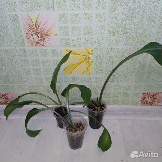 Комнатные растения