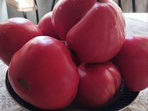 Овощи домашние (помидоры, баклажаны и др)